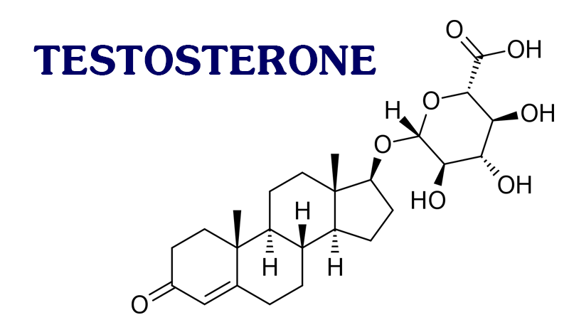 Testosterone được sinh sản ra ở đâu