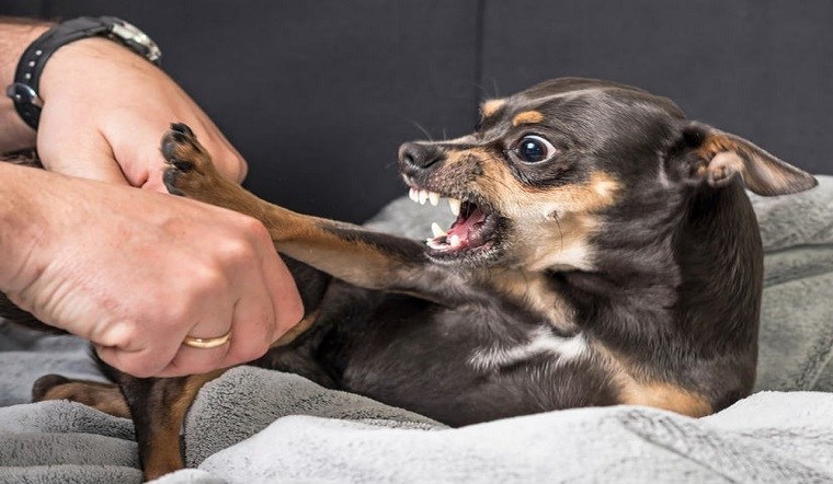 Nếu chó không bị dại cắn có sao không – Cách đề phòng