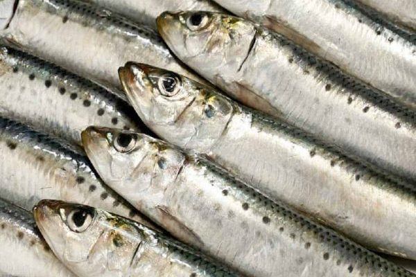 Sau sinh ăn cá biển được không – Mẹ nên bổ sung cá mòi